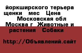 йоркширского терьера щенки 3 мес › Цена ­ 10 000 - Московская обл., Москва г. Животные и растения » Собаки   